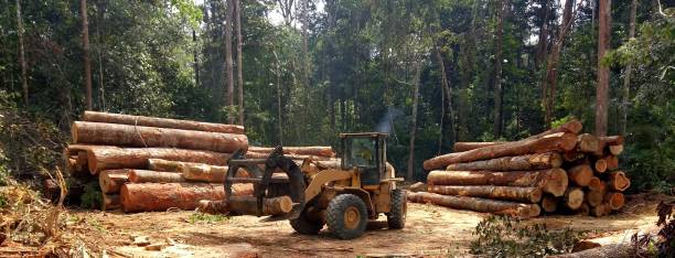 Best Stump Grinding and Removal  in Summer Set, MO